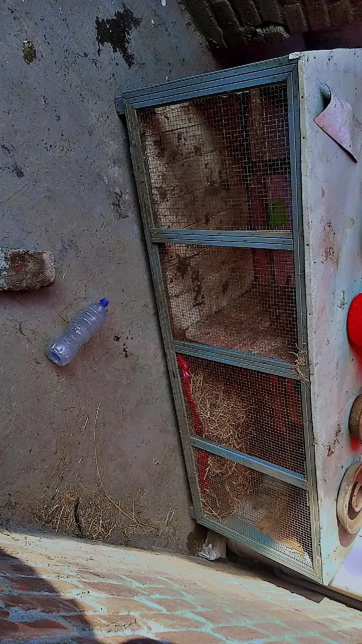 Aseel wood cage with iron door  urgent sale good condition — photo 3