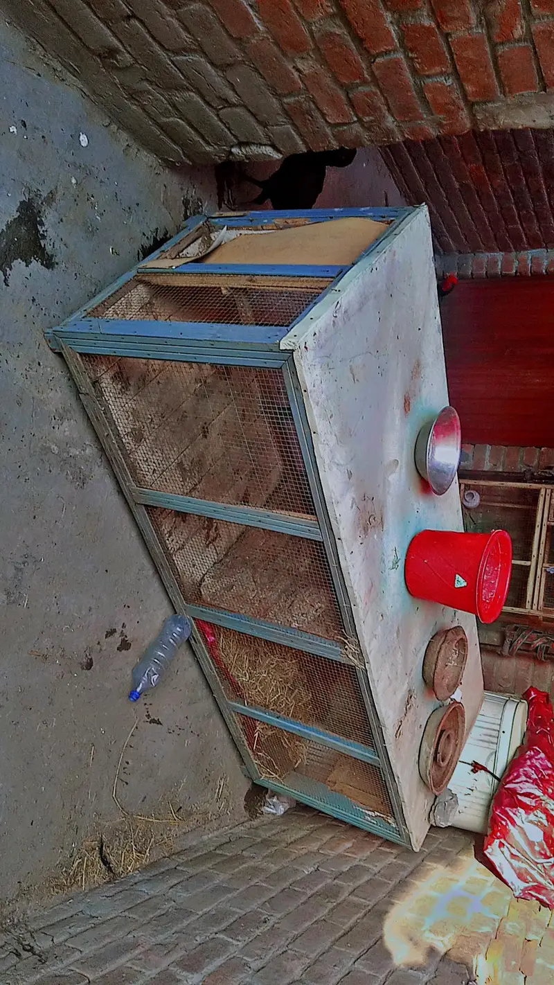 Aseel wood cage with iron door  urgent sale good condition — photo 8
