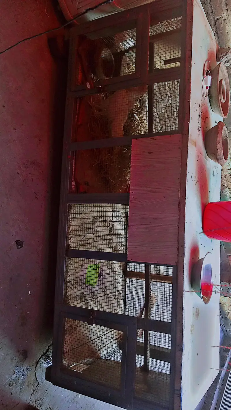 Aseel wood cage with iron door  urgent sale good condition — photo 9