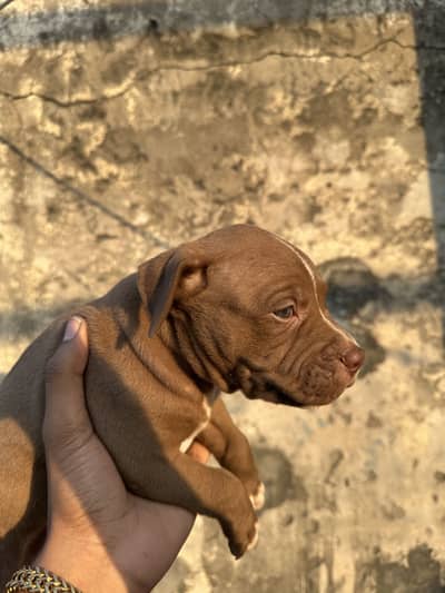 6 female are available pit bull bread . .