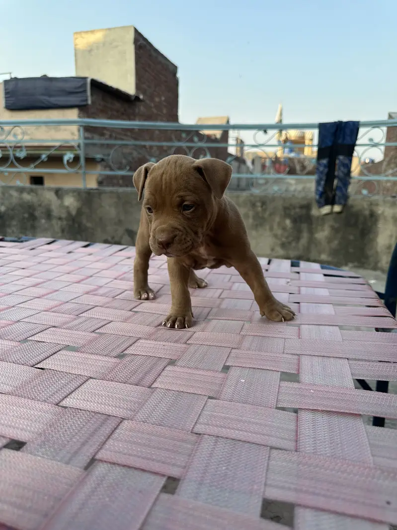 6 female are available pit bull bread . . — photo 2