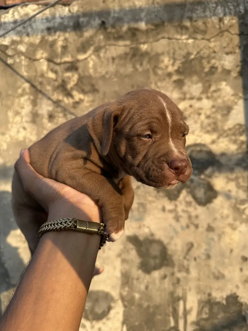 6 female are available pit bull bread . . — photo 3