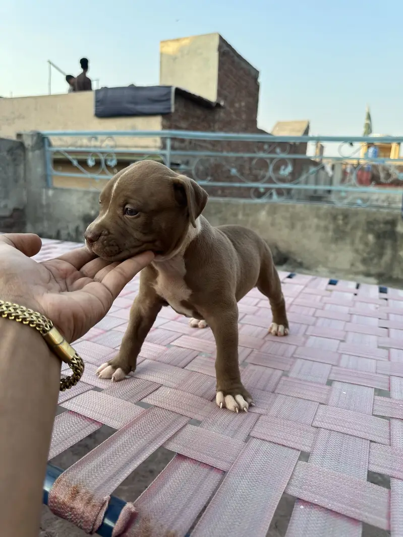 6 female are available pit bull bread . . — photo 4