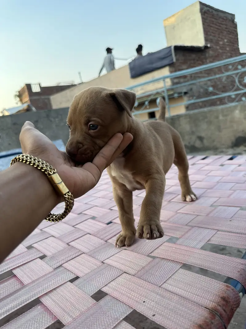 6 female are available pit bull bread . . — photo 5