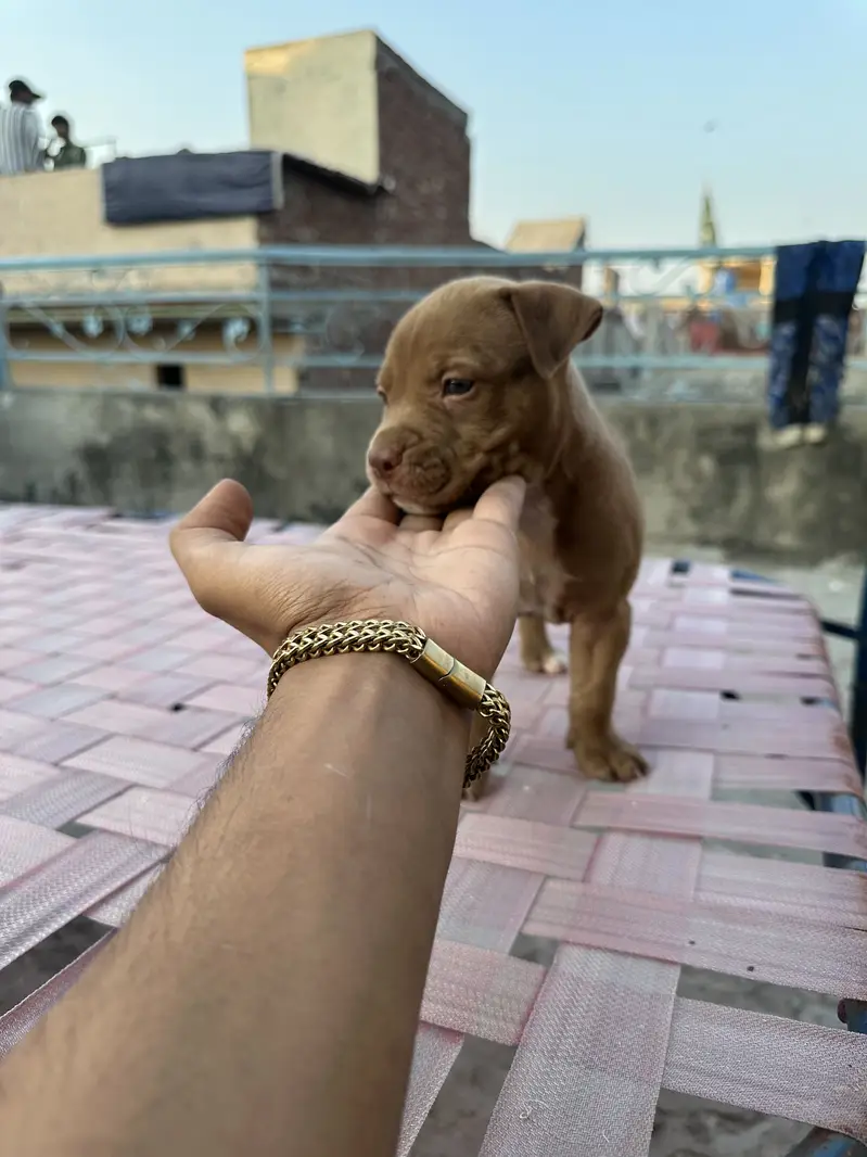 6 female are available pit bull bread . . — photo 6