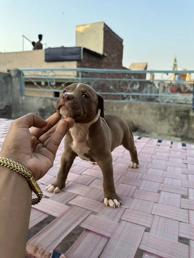 6 female are available pit bull bread . . — photo 7