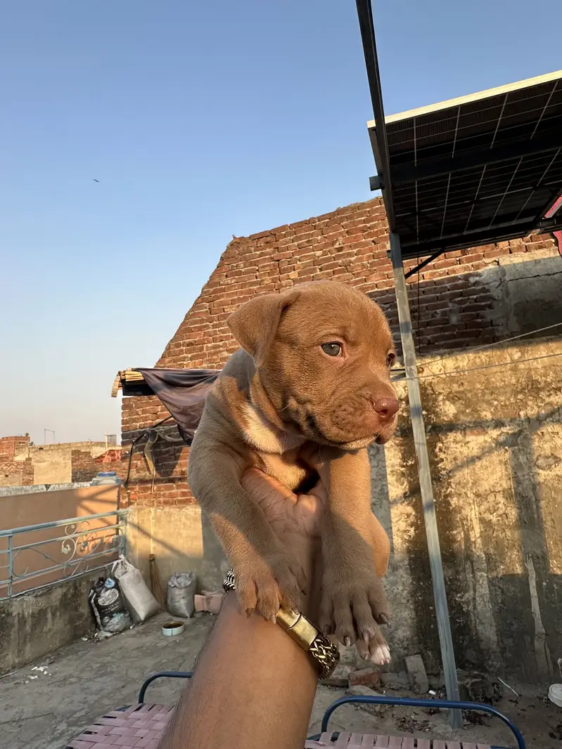 6 female are available pit bull bread . . — photo 8