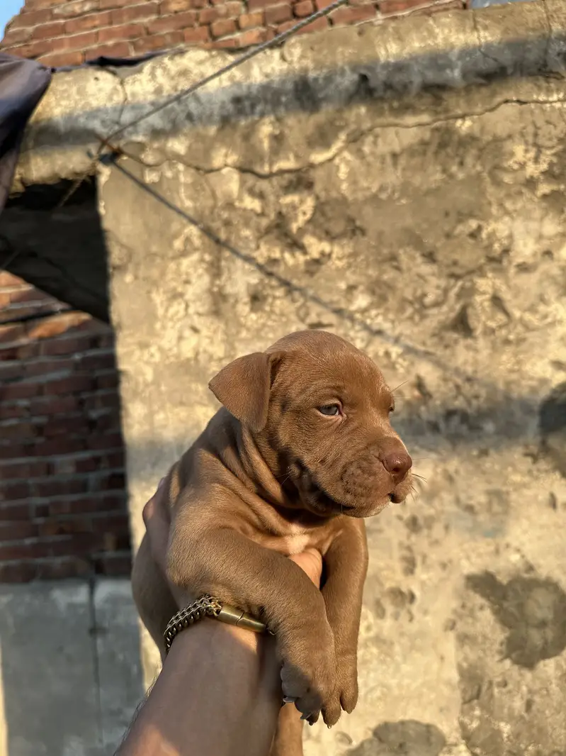 6 female are available pit bull bread . . — photo 9