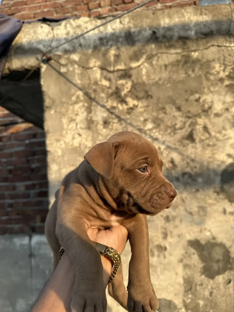 6 female are available pit bull bread . . — photo 10