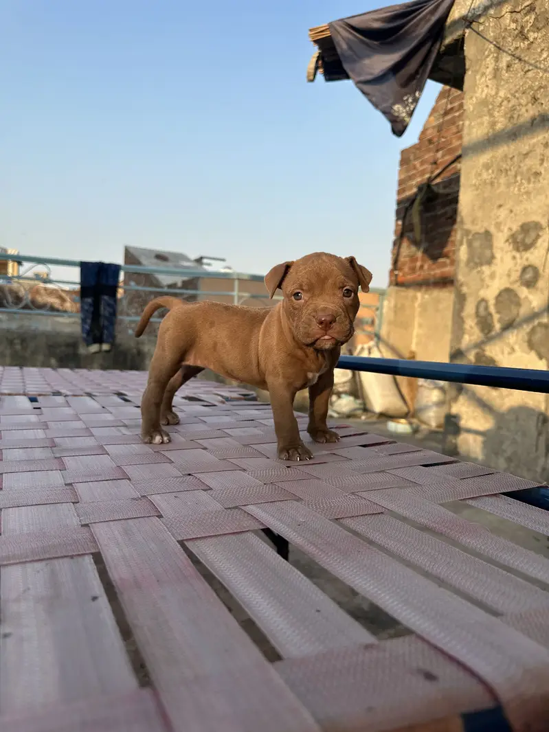 6 female are available pit bull bread . . — photo 11