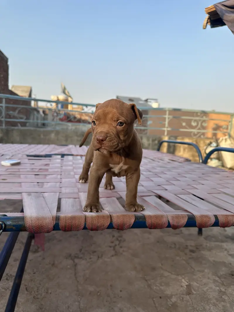 6 female are available pit bull bread . . — photo 12