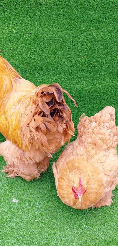 Heavy Golden buff fertile eggs for sale