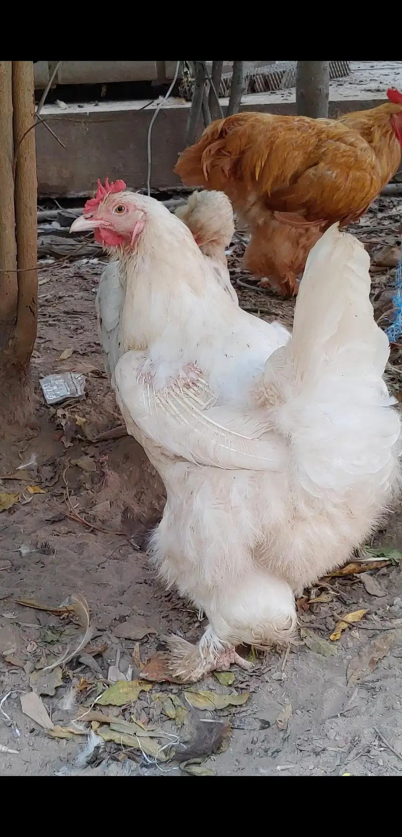 Heavy Golden buff fertile eggs for sale — photo 3
