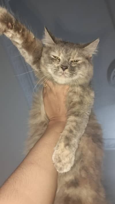 pure Persian female cat urgent
