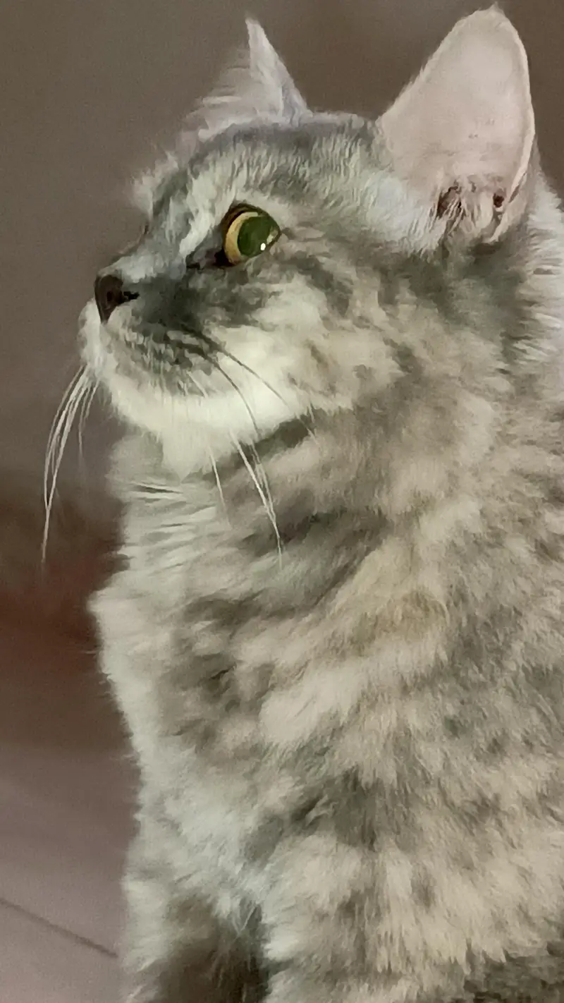pure Persian female cat urgent — photo 2