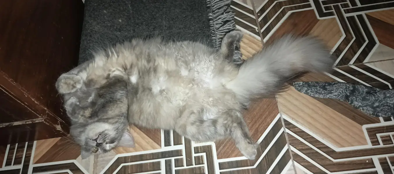 pure Persian female cat urgent — photo 3