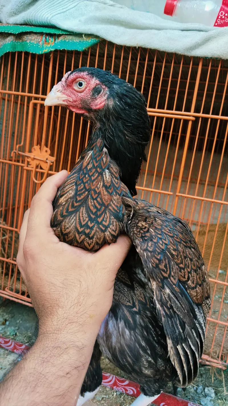 Amroha bloodline — photo 6