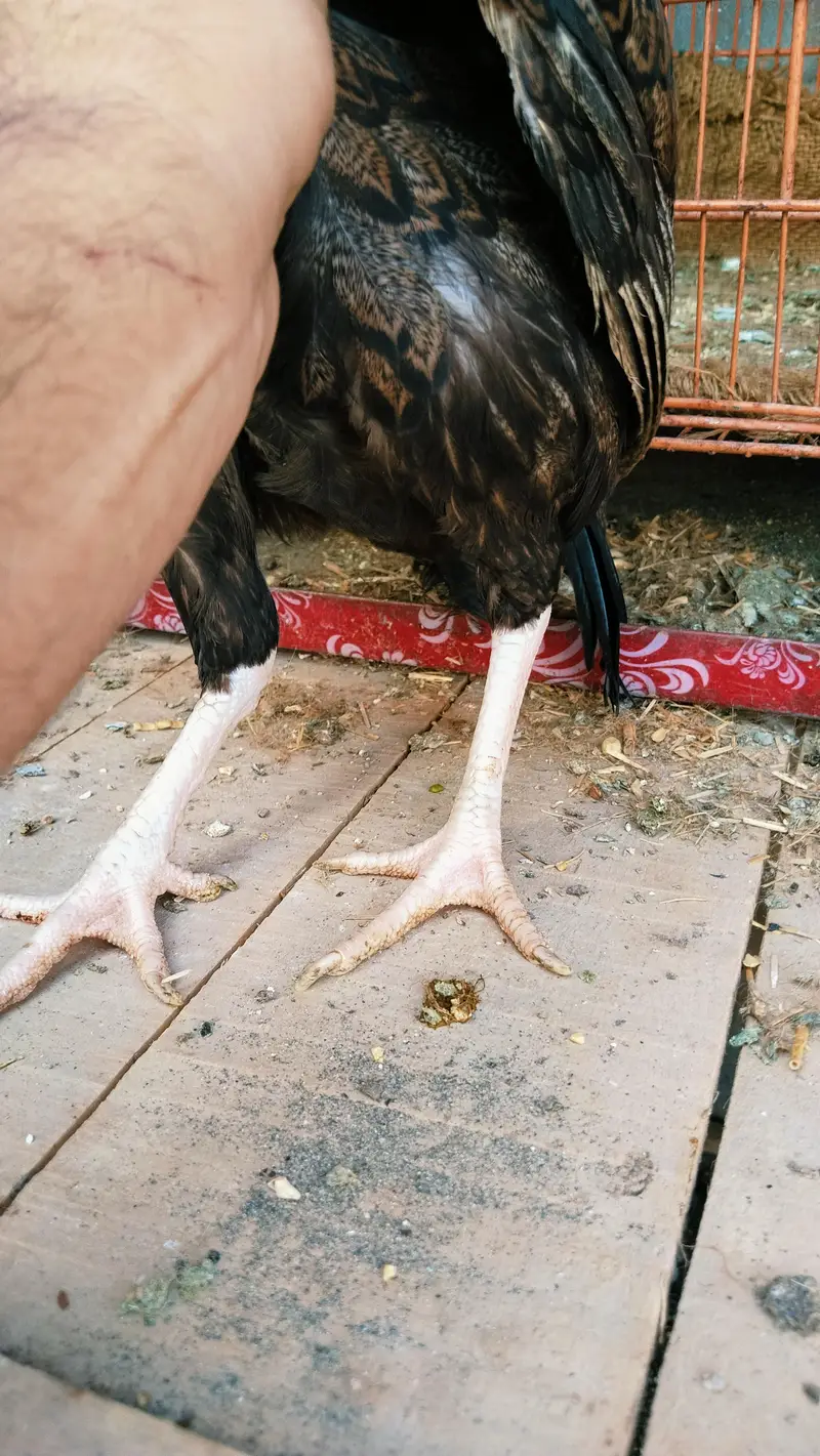 Amroha bloodline — photo 7