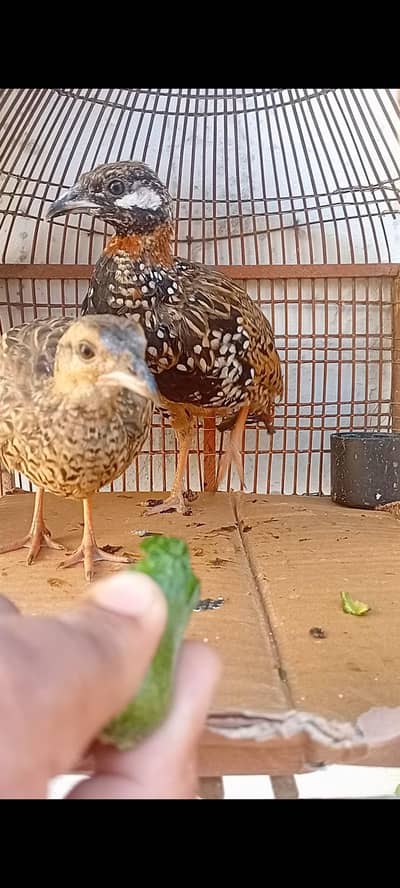 sindi kala titar pair/