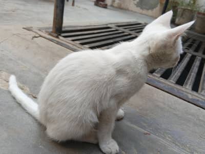 white cat beautiful