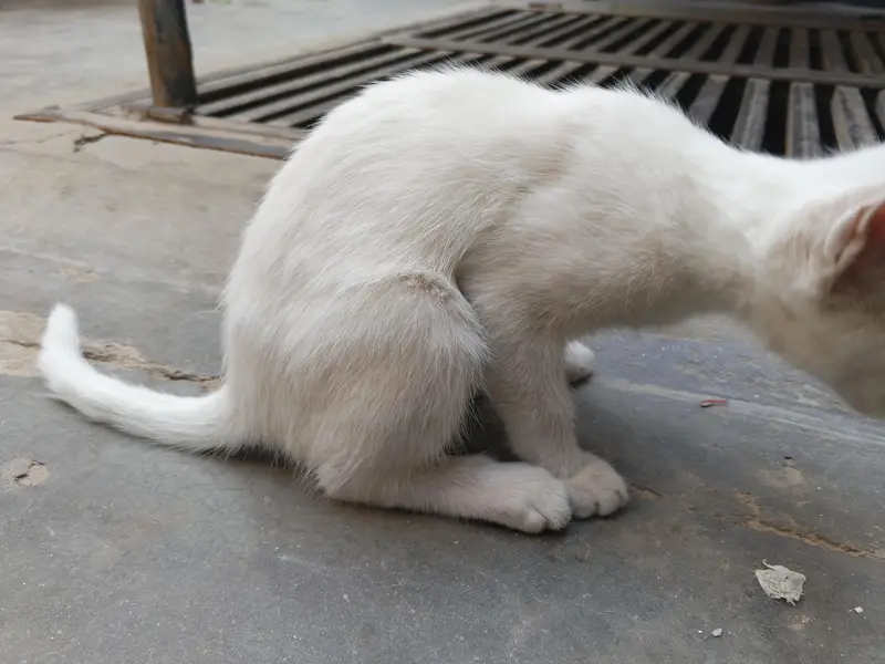 white cat beautiful — photo 2