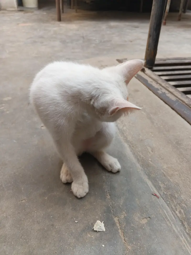 white cat beautiful — photo 3