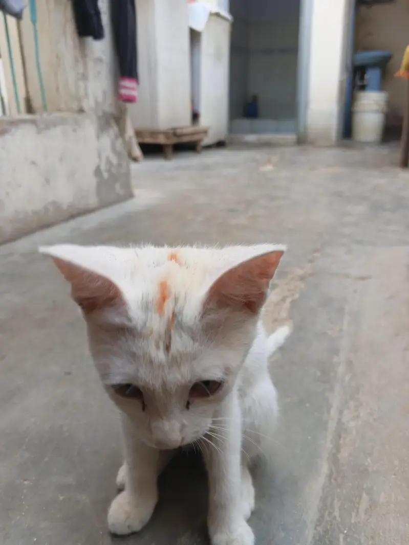 white cat beautiful — photo 4