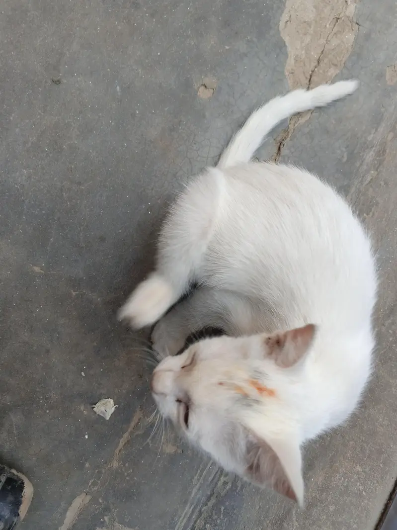 white cat beautiful — photo 5