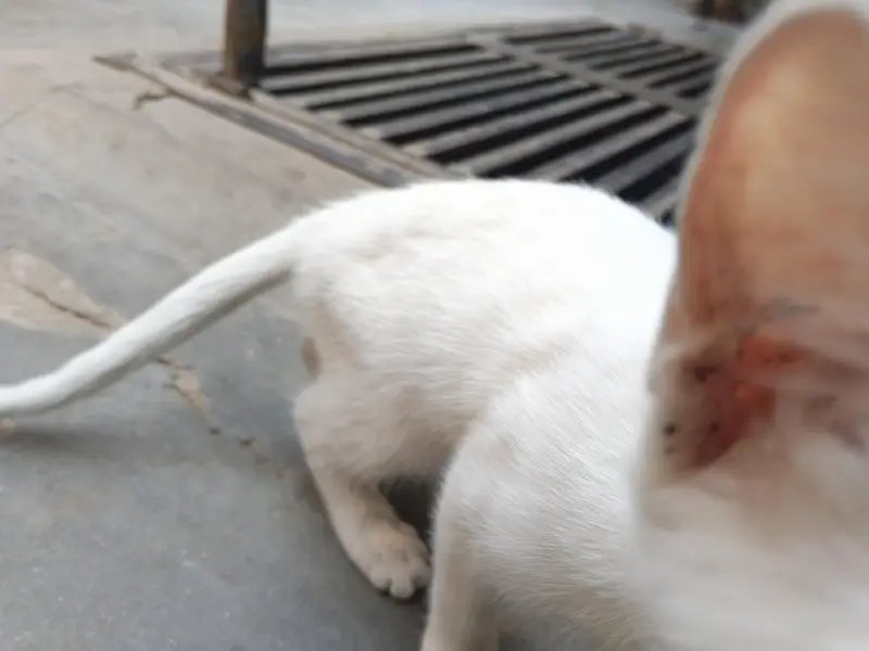 white cat beautiful — photo 6