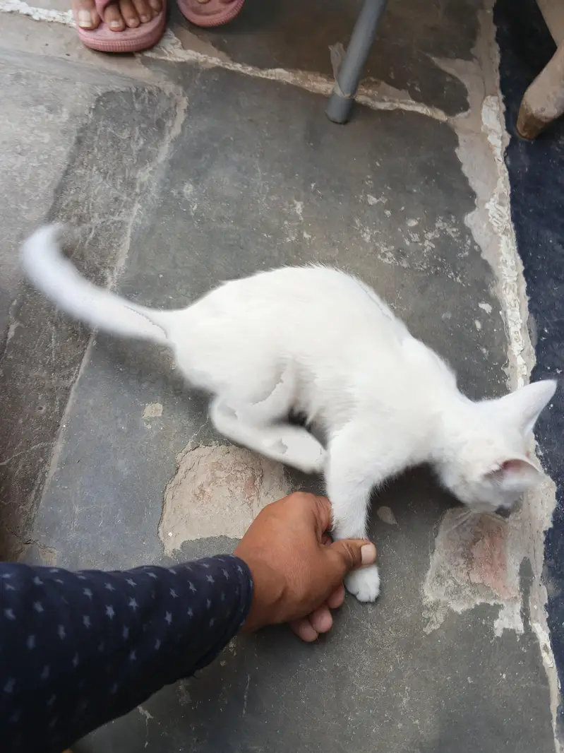 white cat beautiful — photo 8