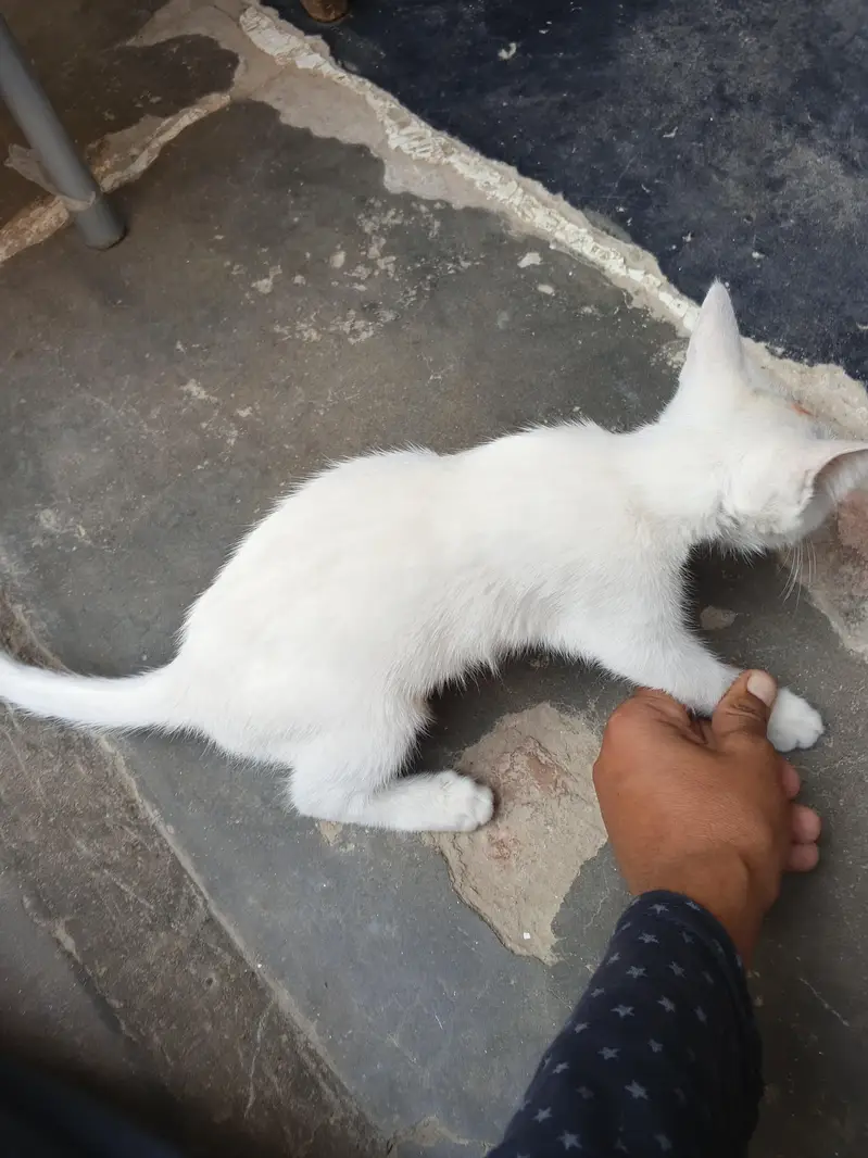 white cat beautiful — photo 9