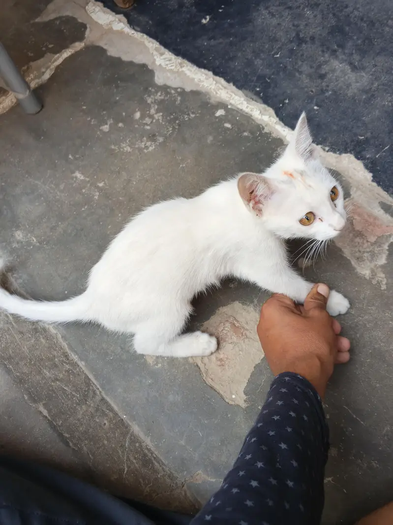 white cat beautiful — photo 10
