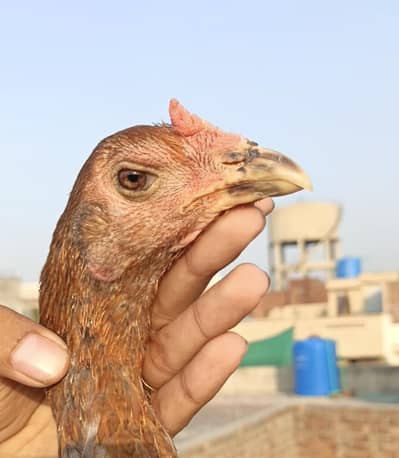 burmi cross male or vaitnam madi