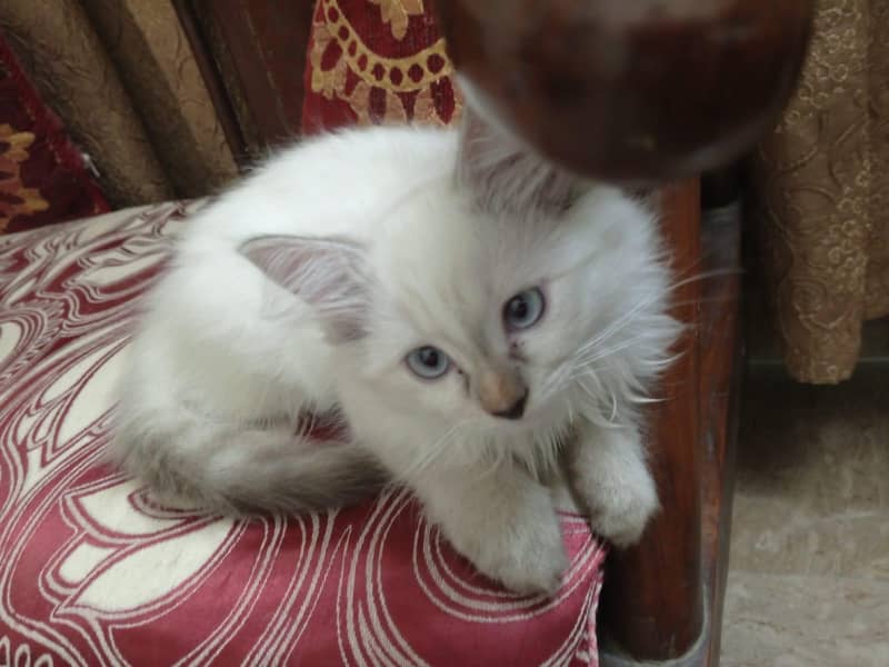 Persian Kittens 0