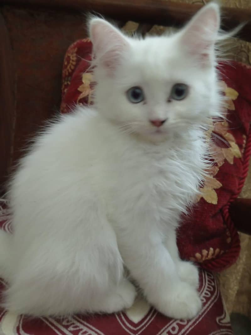 Persian Kittens 1