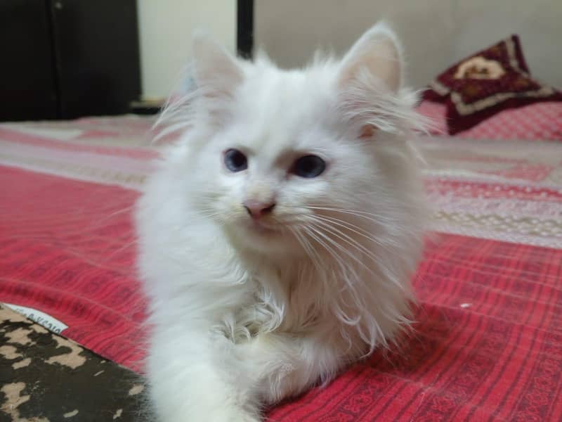 Persian Kittens 2