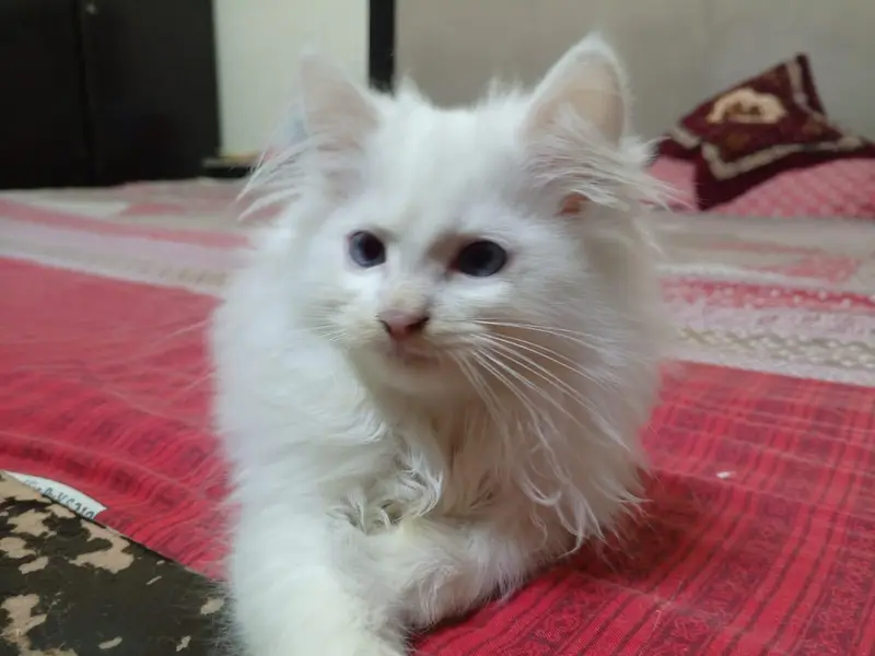 Persian Kittens — photo 3