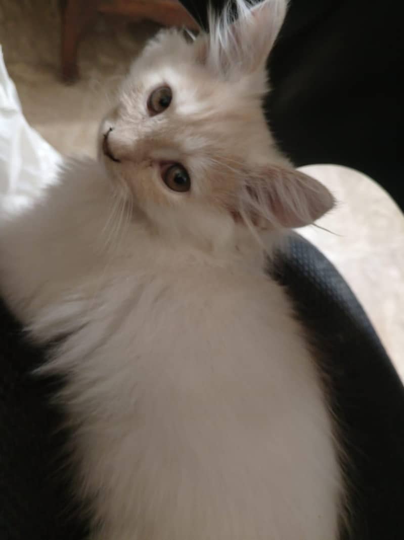 Persian Kittens 3