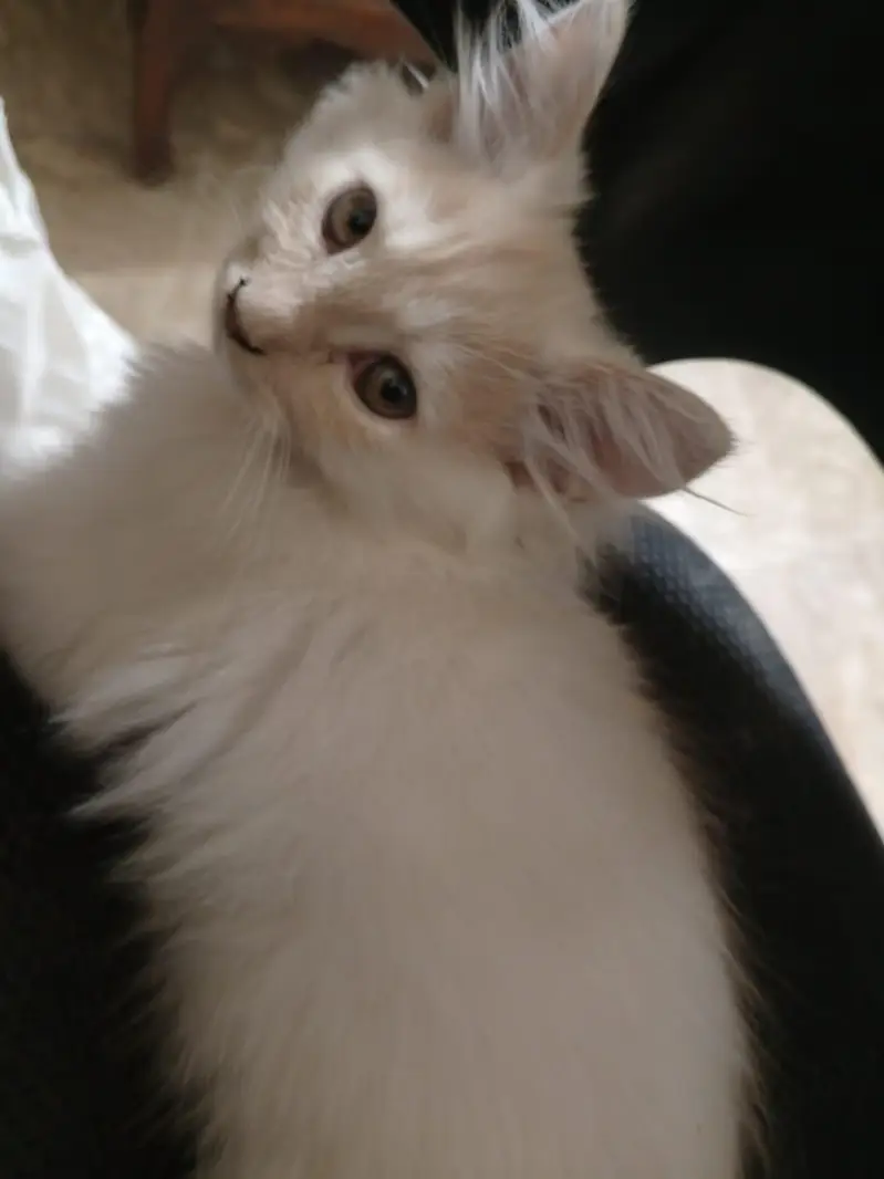 Persian Kittens — photo 4