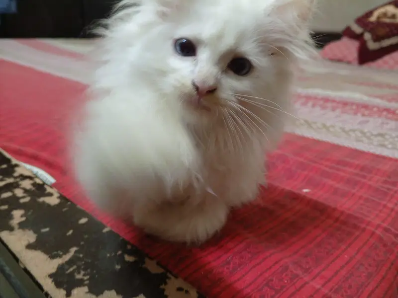 Persian Kittens — photo 5