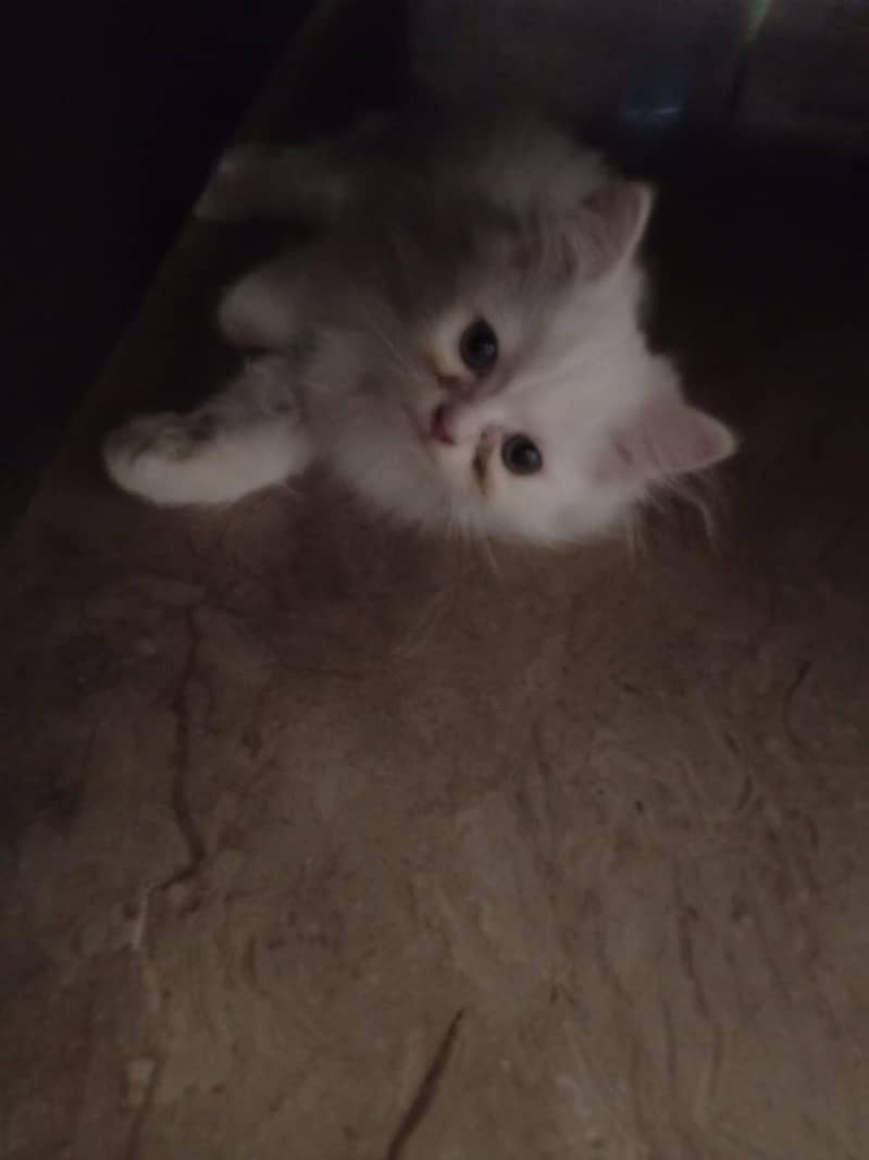 Persian Kittens 5
