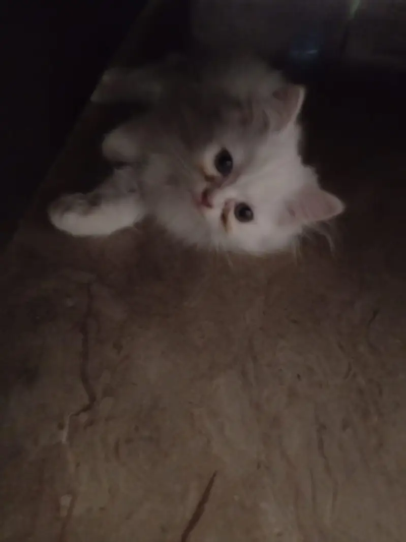 Persian Kittens — photo 6