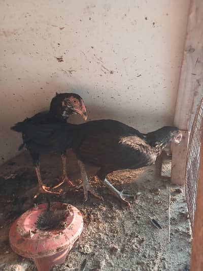 aseel pair for sale