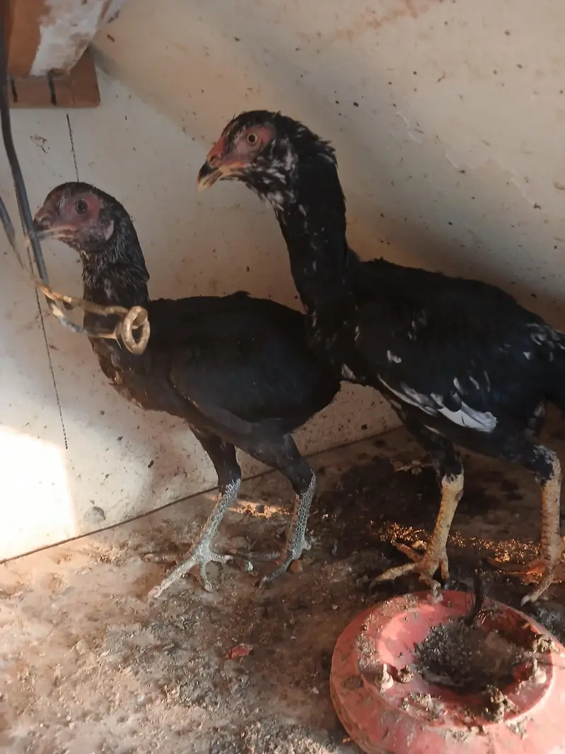 aseel pair for sale — photo 2