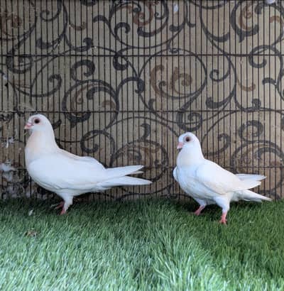 Budhapest Young Pair | Pigeon | High Quality | Fancy Kabootar For sale