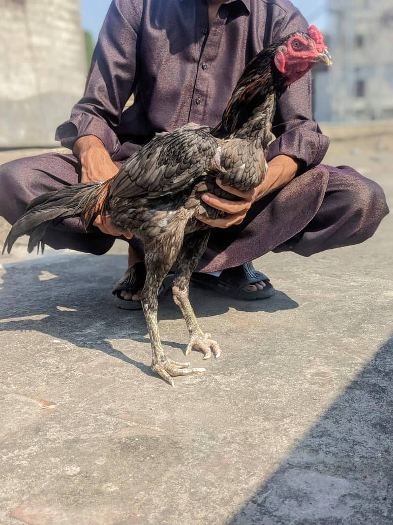 PANUS PAKOYE 0