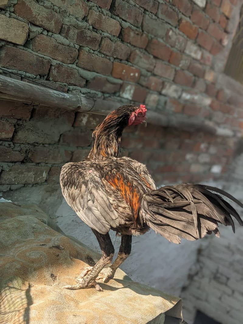 PANUS PAKOYE 3