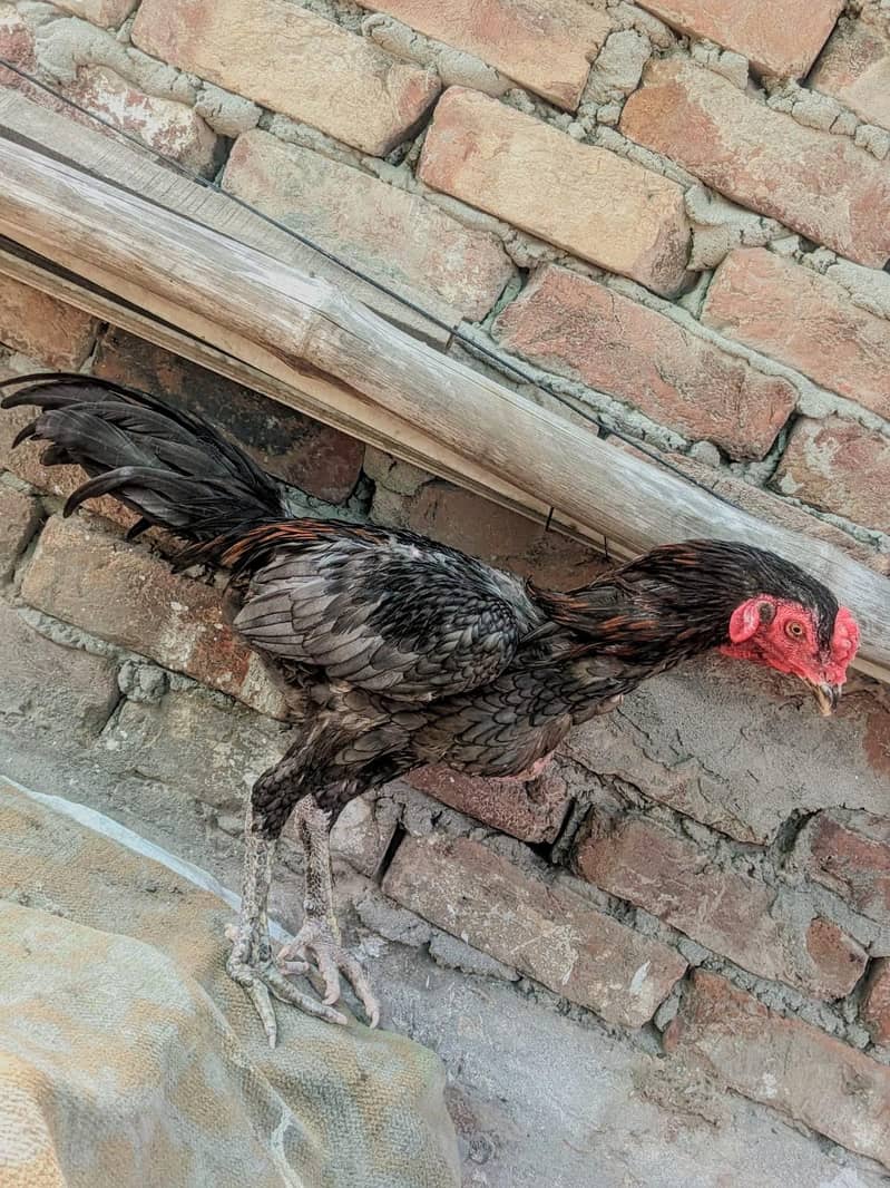PANUS PAKOYE 4