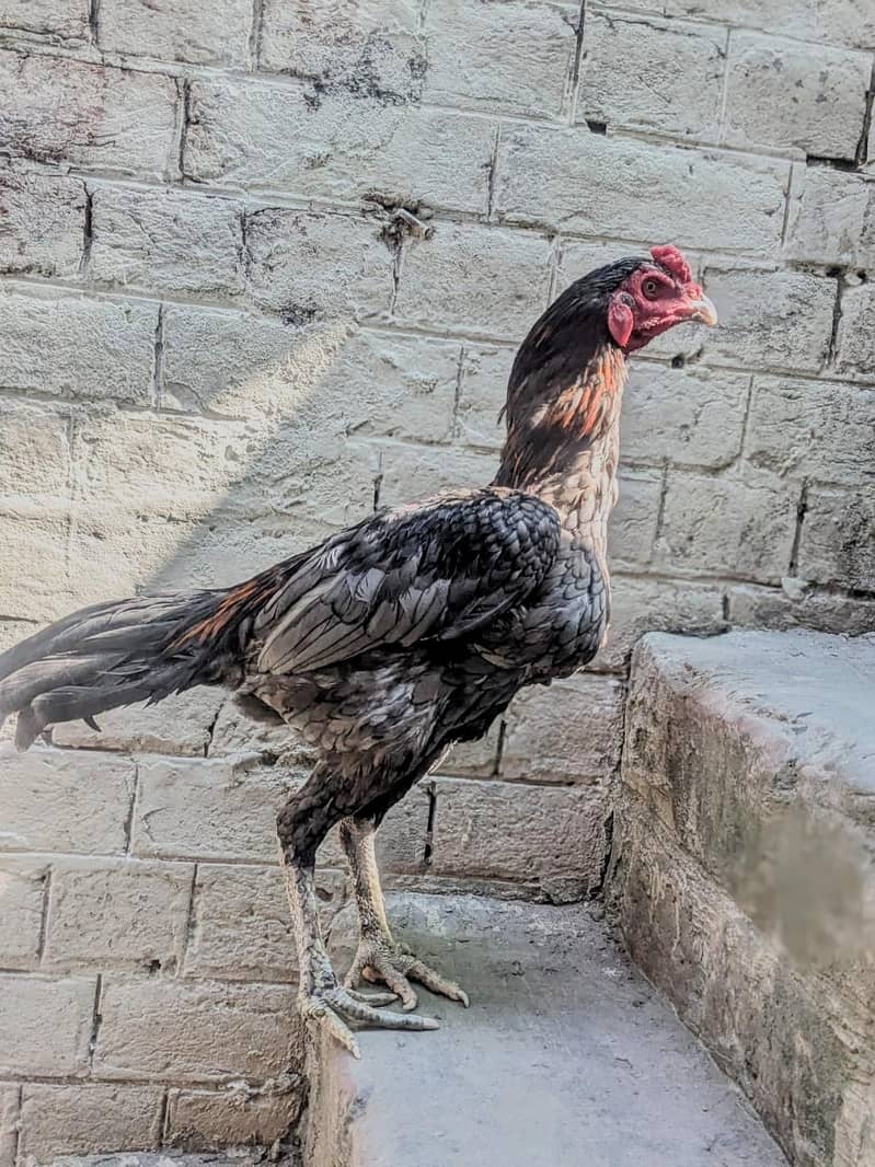 PANUS PAKOYE 5
