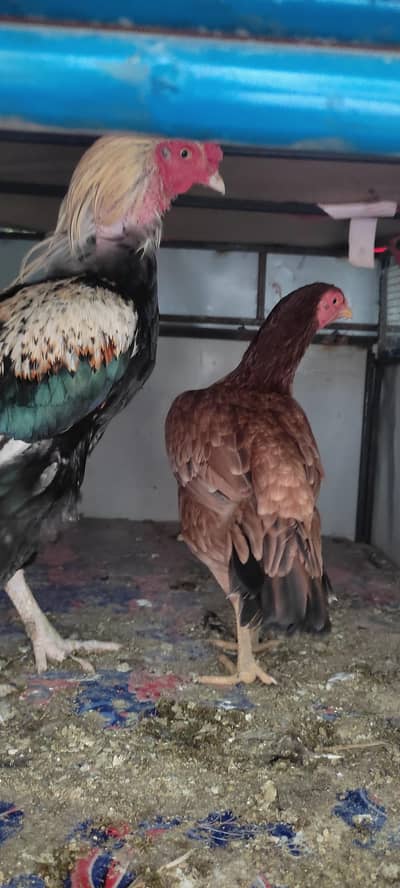 pure aseel pair for sale